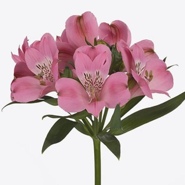 Alstro elegance 75cm 60gram 222