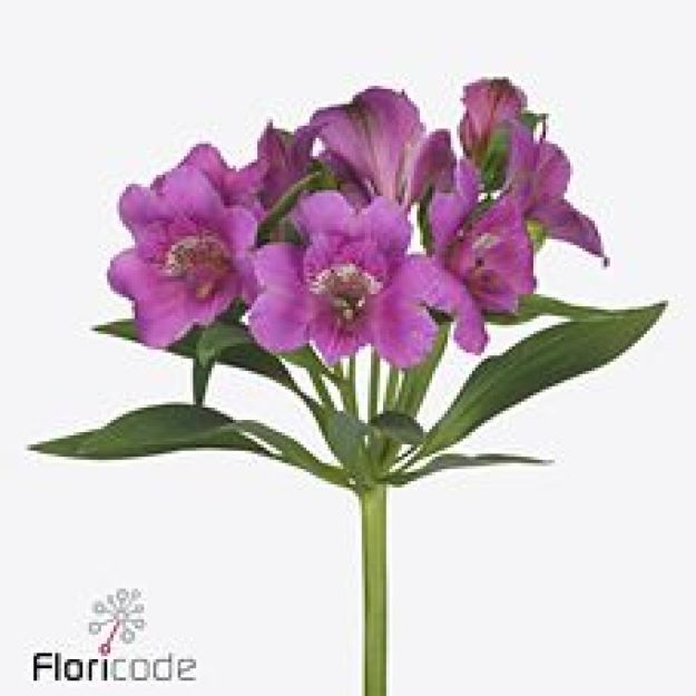 Alstro falipo 75cm 85gram22