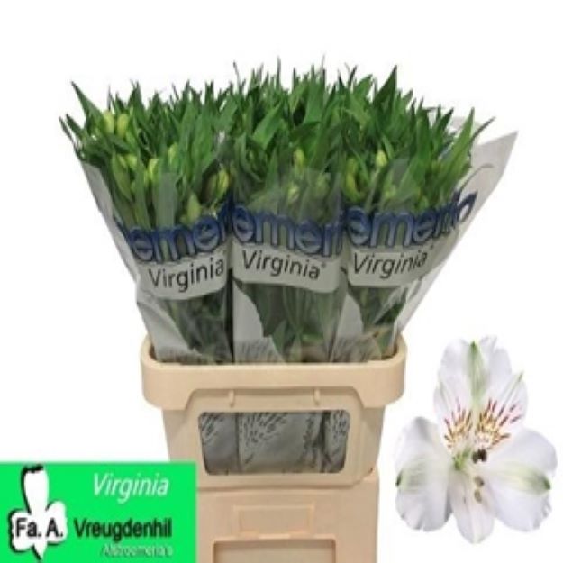 Alstro virginia white 75cm 60gram