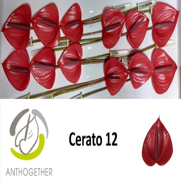 Anth cerato (Ø13)