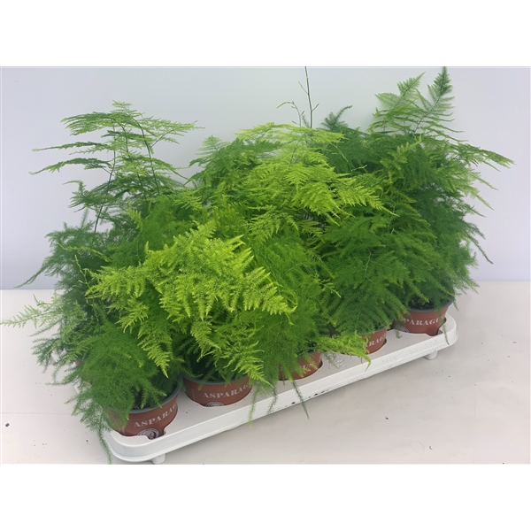 Asparagus setaceus