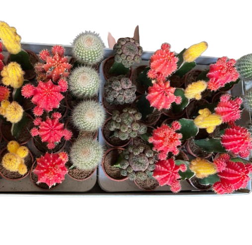 CACTUS_MIX_10CM-removebg-preview