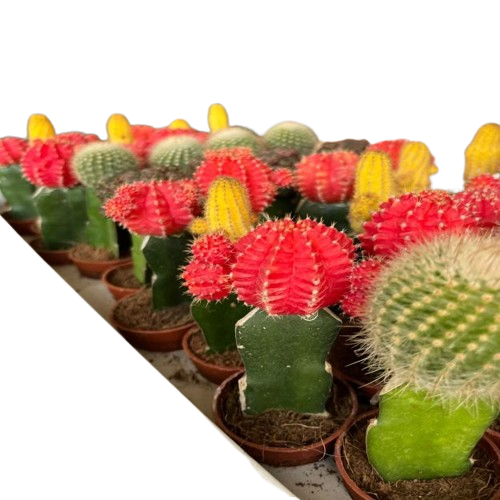 CACTUS_MIX_10CM_2-removebg-preview