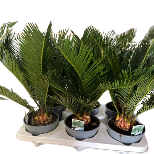 CYCAS_REVOLUTA-removebg-preview