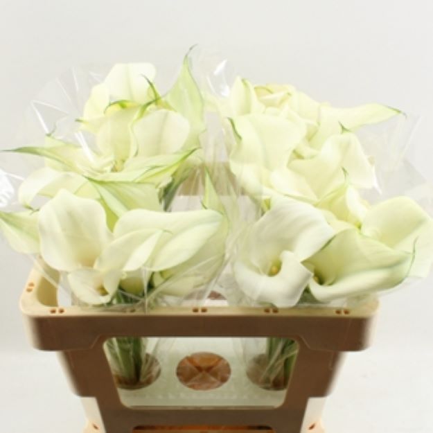 Calla captain ventura 50cm Double