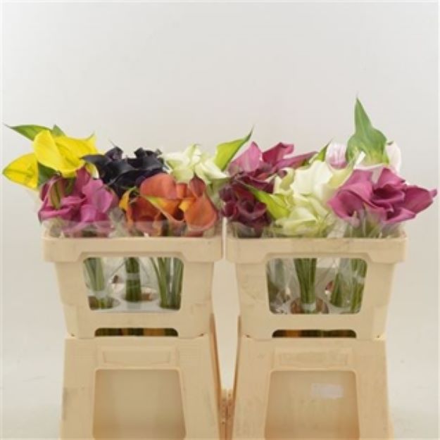 Calla mix in bucket 50cm Double
