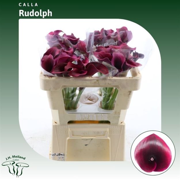 Calla rudolph 50cm