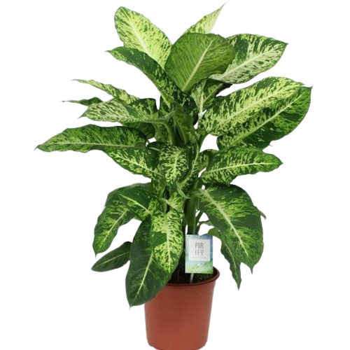 DIEFFENBACHIA-removebg-preview