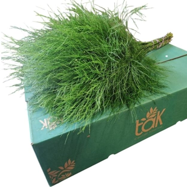 Dec.bunch treefern00