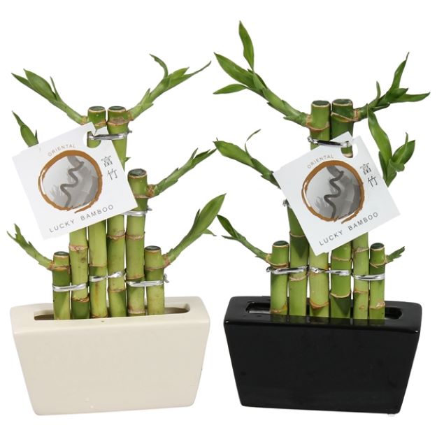 Dracaena Lucky Bamboo