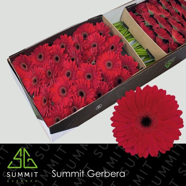 Gerbera gr barones box 50cm