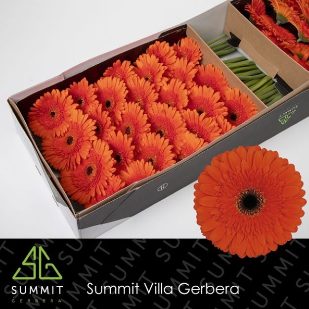 Gerbera gr candela box 45cm