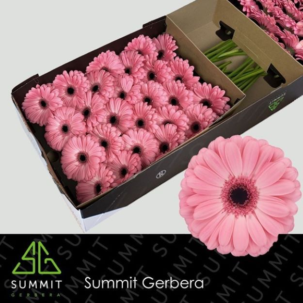 Gerbera gr joyride box 45cm