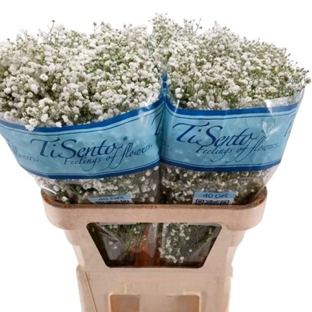 Gyps (ec) xlence x25 80cm 40gram00