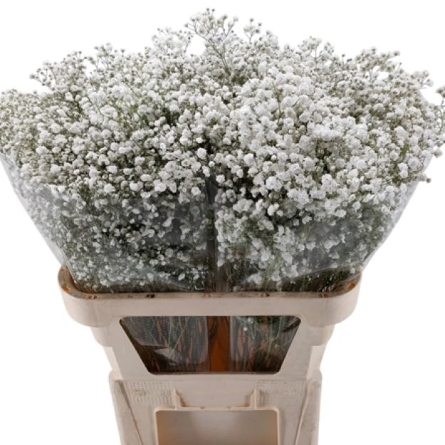 Gyps (imp) xlence x25 70cm 40gram00