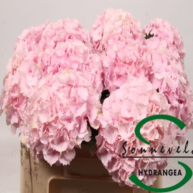 Hydrangea lolly pop 50cm Ø1300