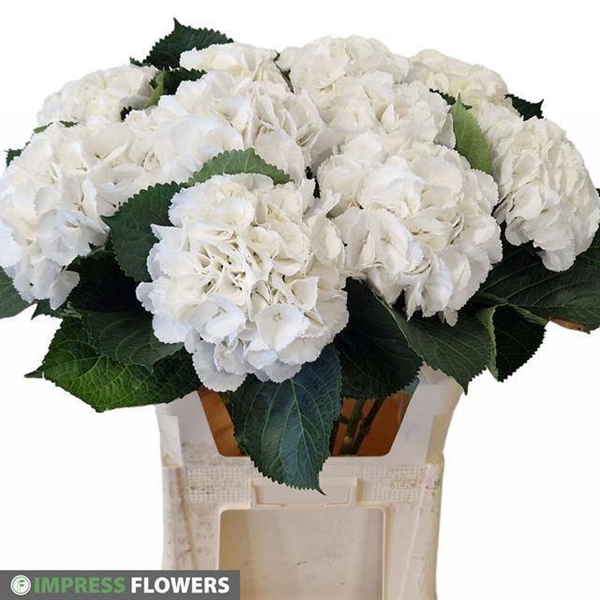 Hydrangea schneeball 80cm Ø20-21