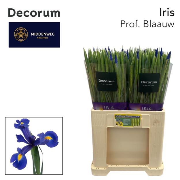 Iris prof blaauw 62cm