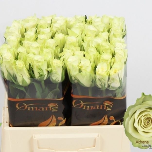 Rosa gr athena 40cm 2-300