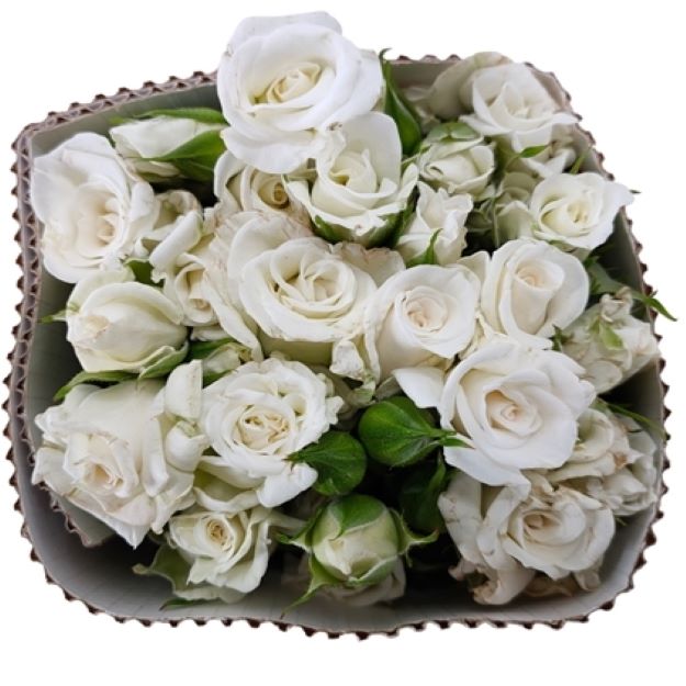 Rosa tr jeanine (imp) 60cm00