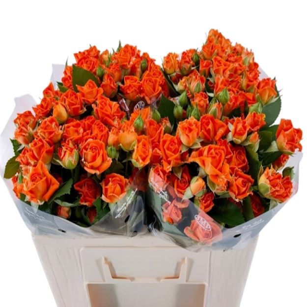Rosa tr orange fire 50cm GC