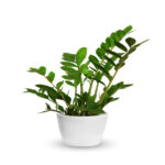young Zamioculcas a potted plant isolated over white