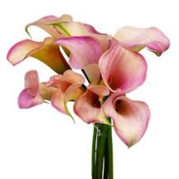 calla blushing lady 2