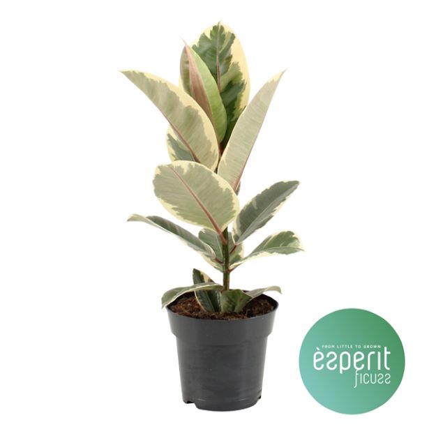 Ficus elastica Tineke 17Ø 55cm 1pp