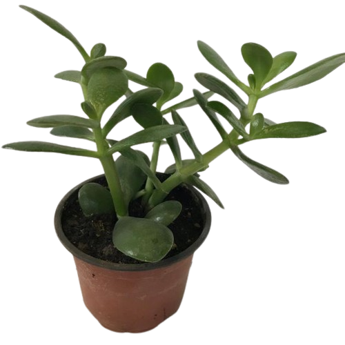 CRASSULA_OVATA-removebg-preview