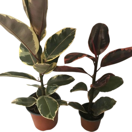 FICUS_ELASTICA_POT_15-removebg-preview