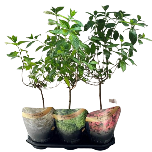 HORTENZIJA-removebg-preview