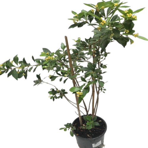 PITTOSPORUM-removebg-preview