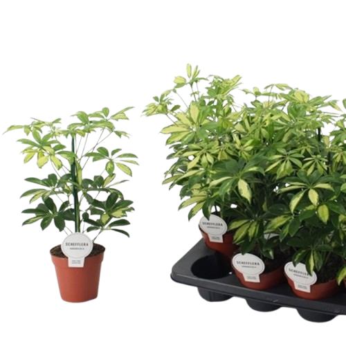Schefflera_arb._Gerda_13Ø_45cm_1pp00-removebg-preview