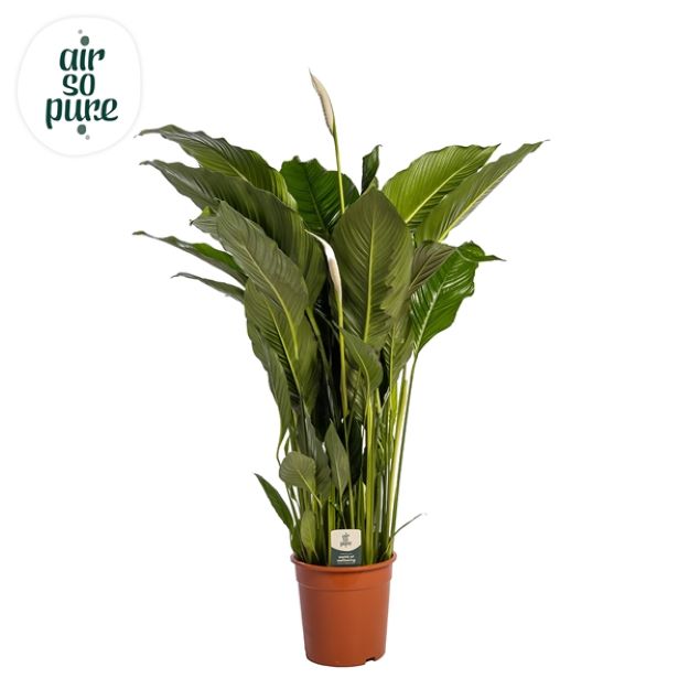 Spathiphyllum Sebastiano 27Ø 140c