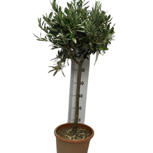 maslina_3900-removebg-preview