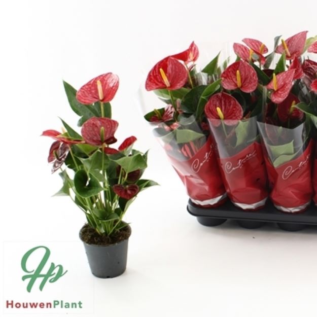 Anthurium Andreanum Succes Red 12Ø 43cm 4fl00