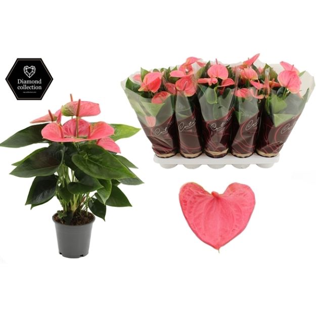 Anthurium Andreanum Sweet Dream 12Ø 36cm 5fl