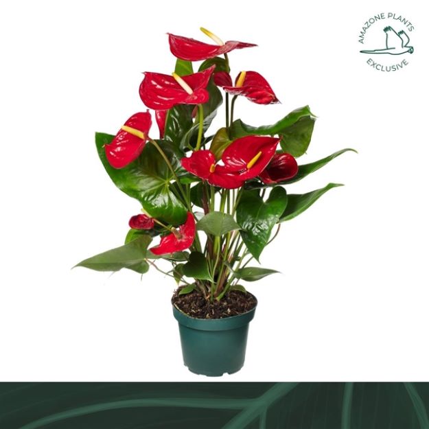 Anthurium