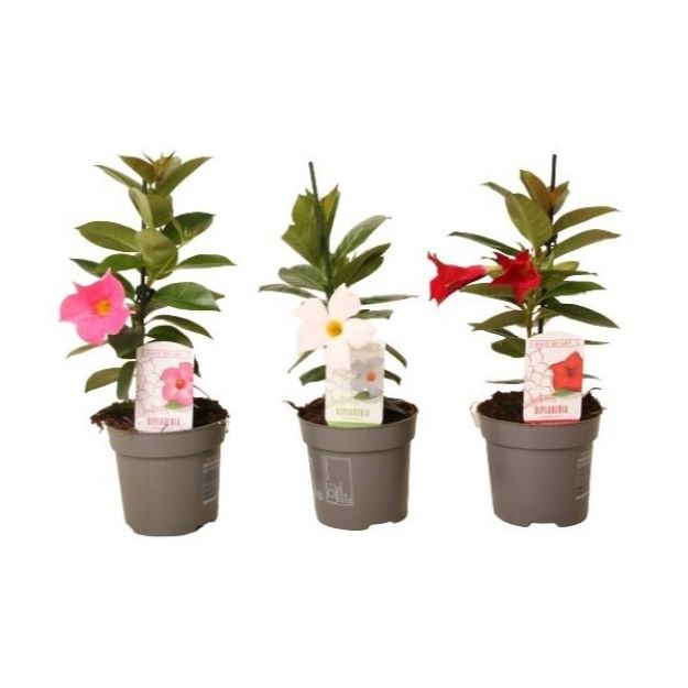 Mandevilla Rio Mix 10,5Ø 25cm00