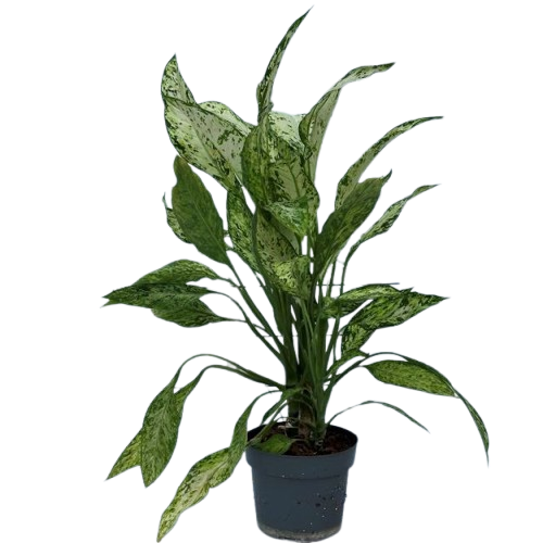 dieff_1300-removebg-preview