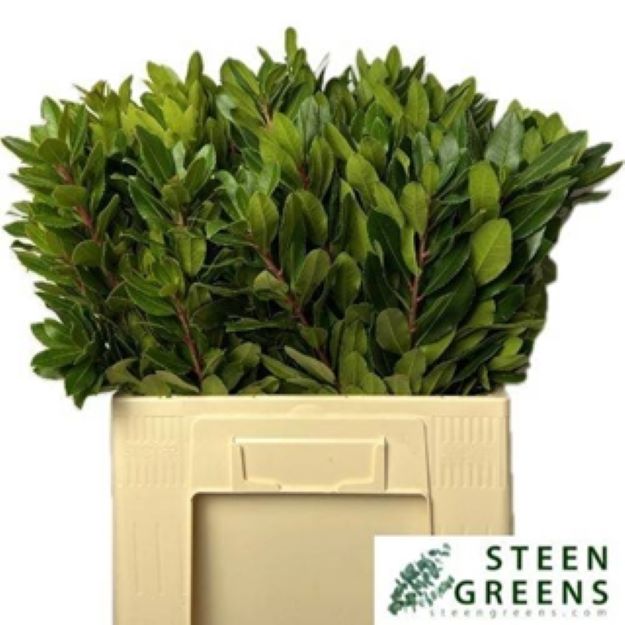 Dec.bunch arbutus 60cm