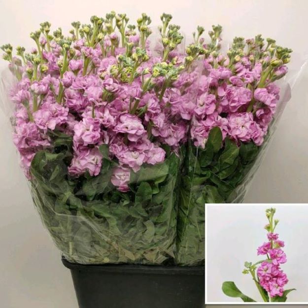 Matthiola (it) cerise 70cm00