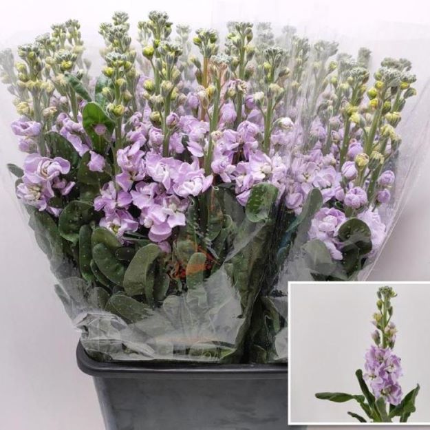 Matthiola (it) lavender 70cm00