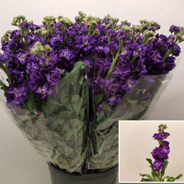 Matthiola (it) purple 70cm00