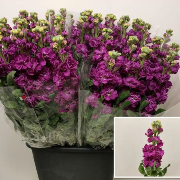 Matthiola (it) red 70cm00