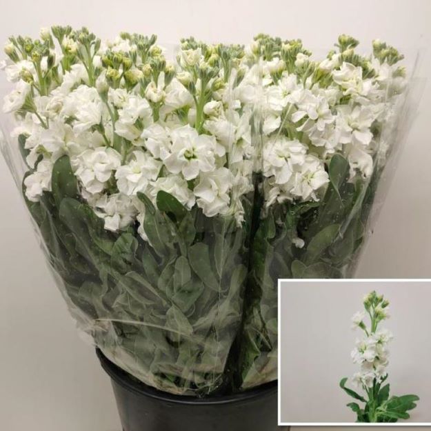 Matthiola (it) white 55cm00