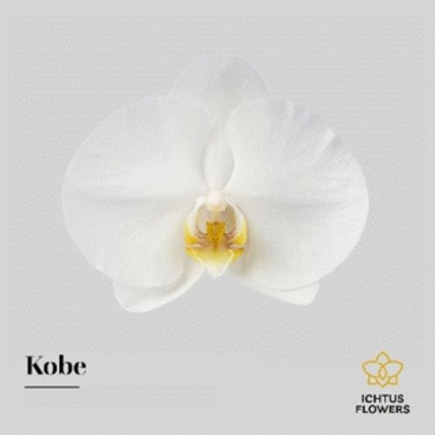 Phalaenopsis (head) kobe
