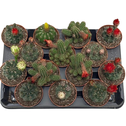 CACTUS MIX 12CM - Ferdinand DOO