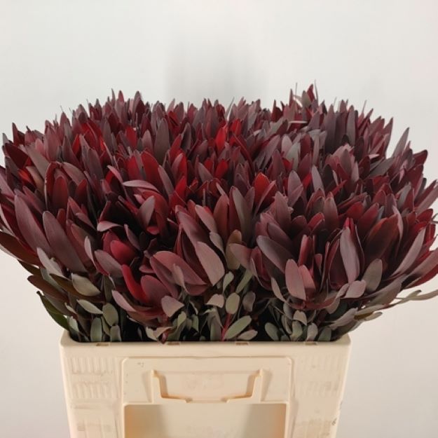 Leucad safari sunset dark 60cm 1