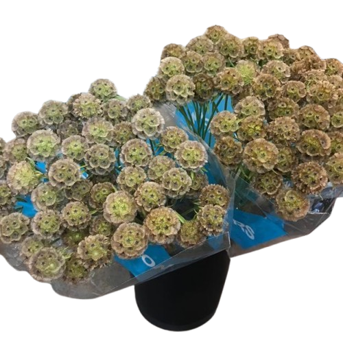 SCABIOSA-removebg-preview